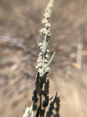 Chenopodium leptophyllum