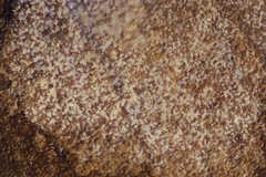 Ascochyta boydii