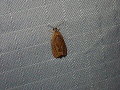 Olethreutes nitidana