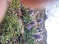 Nepeta longibracteata