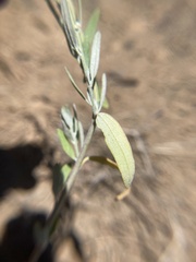 Chenopodium leptophyllum