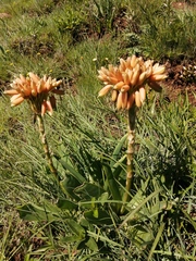 Aloe ecklonis