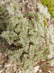 Nepeta longibracteata