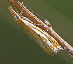 Crambus saltuellus