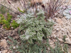 Nepeta longibracteata