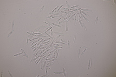 Ascochyta boydii