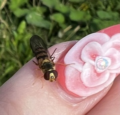 Meliscaeva cinctella