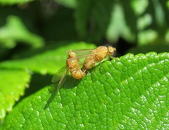 Sapromyzosoma quadripunctata