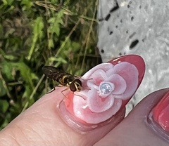 Meliscaeva cinctella