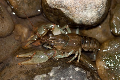Faxonius propinquus
