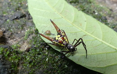 Micrathena sexspinosa