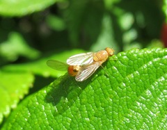 Sapromyzosoma quadripunctata