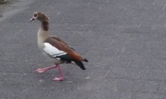 Alopochen aegyptiaca