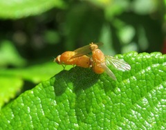 Sapromyzosoma quadripunctata