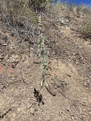 Chenopodium leptophyllum