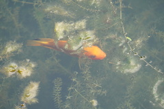 Amphilophus labiatus