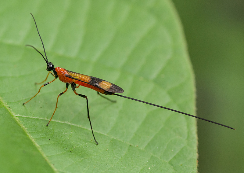 Ichneumonid and Braconid Wasps