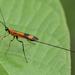 Ichneumonid and Braconid Wasps - Photo (c) djhiker, some rights reserved (CC BY-NC), uploaded by djhiker