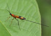 Ichneumonid and Braconid Wasps - Photo (c) djhiker, some rights reserved (CC BY-NC), uploaded by djhiker