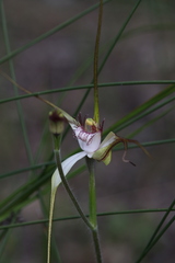 Caladenia longicauda borealis