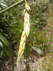 Eragrostis