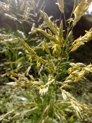 Eragrostis