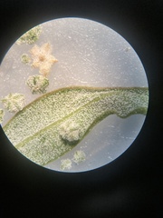 Chenopodium leptophyllum