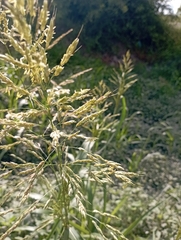 Eragrostis