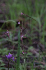 Caladenia footeana