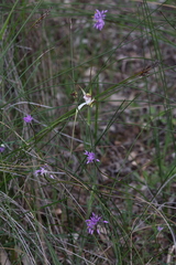 Caladenia longicauda borealis