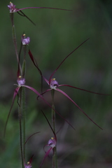 Caladenia footeana