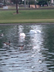 Pelecanus erythrorhynchos