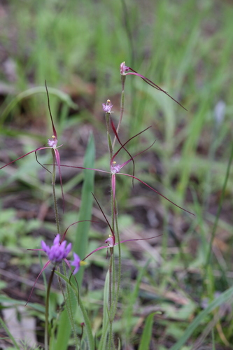 Image of Caladenia footeana by (c) Hugo Innes, some rights reserved (CC BY)