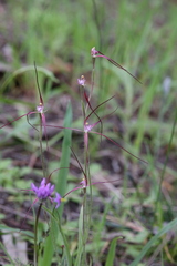 Caladenia footeana