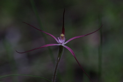Caladenia footeana