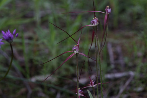 Image of Caladenia footeana by (c) Hugo Innes, some rights reserved (CC BY)