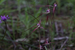 Caladenia footeana