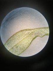 Chenopodium leptophyllum