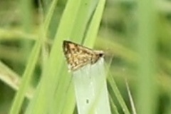 Ampittia dioscorides