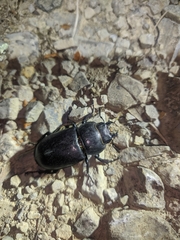 Lucanus