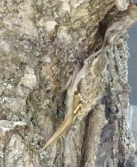 Certhia brachydactyla