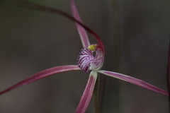 Caladenia footeana