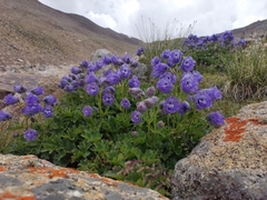 Delphinium brunonianum