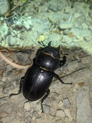 Lucanus