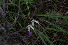 Caladenia longicauda borealis