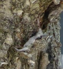 Certhia brachydactyla