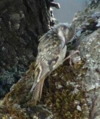Certhia brachydactyla
