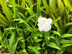 Boesenbergia alba
