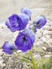 Delphinium brunonianum