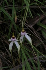 Caladenia longicauda borealis